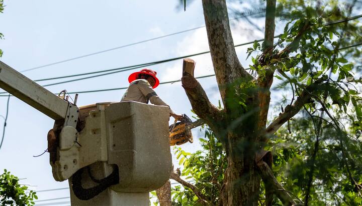 Tree care and maintenance services in Santa Rosa