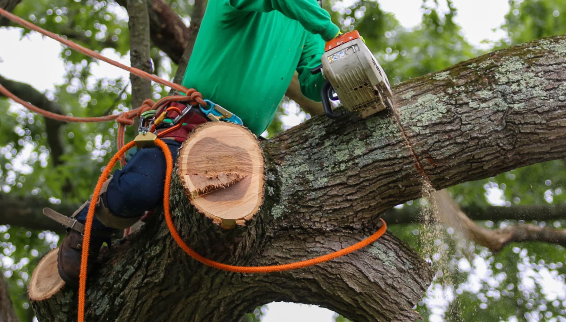 Shed your worries away with best tree removal in Santa Rosa