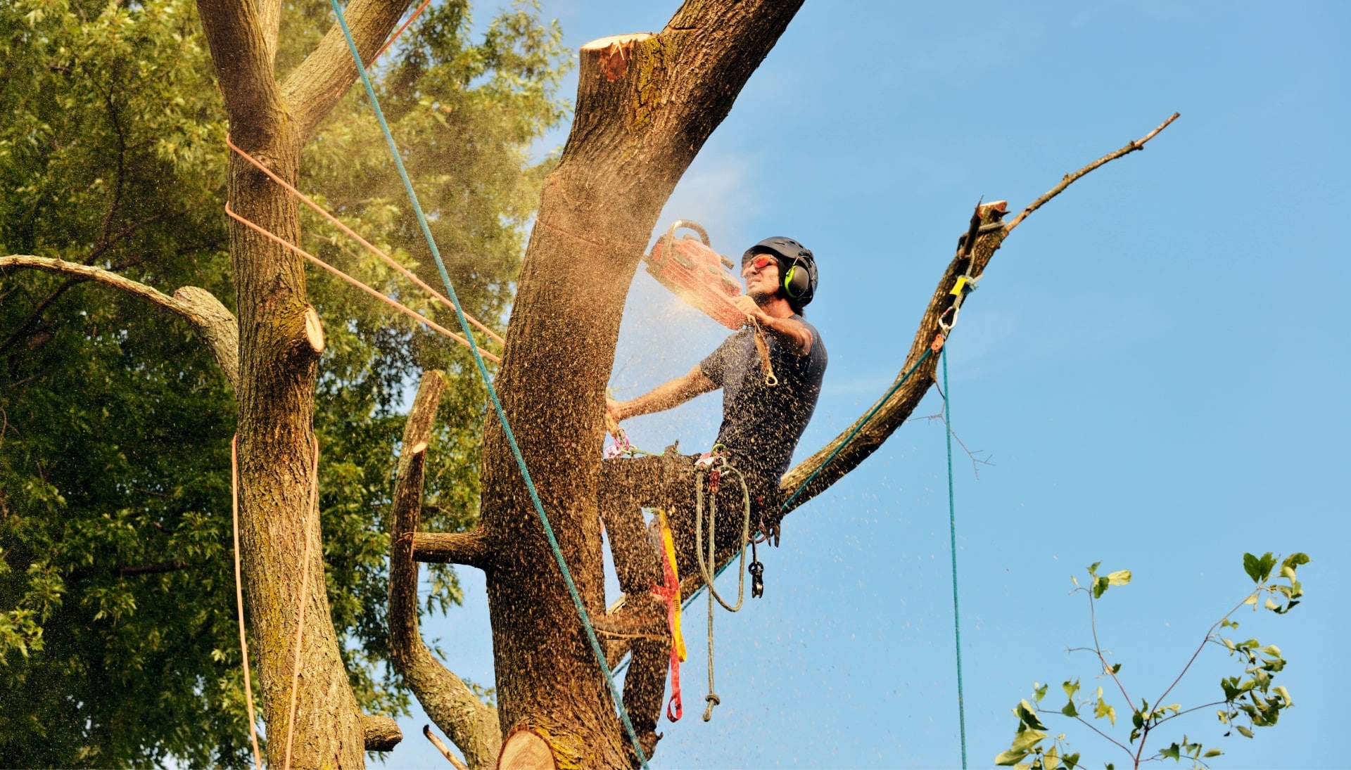 Get rid of tree problems with the expert tree removal contractors in Santa Rosa