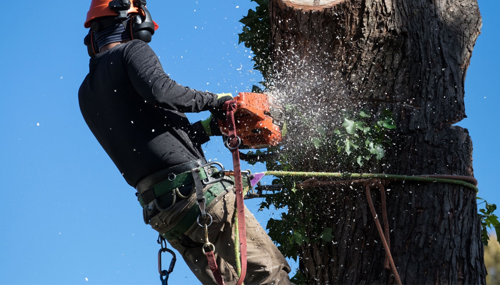 Professional Tree removal solutions in Santa Rosa