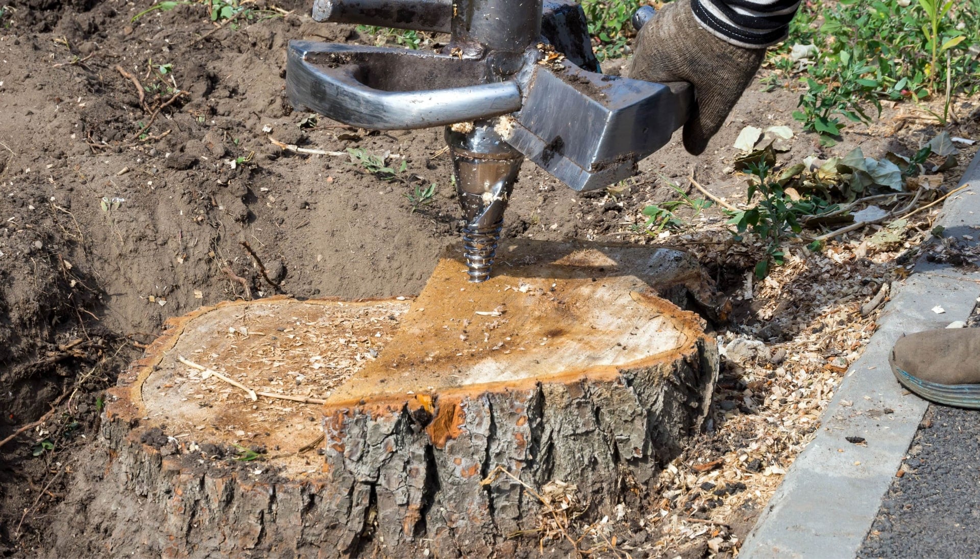 Santa Rosa Tree stump removal